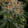 Buy Critical Kush feminized Seeds vienna