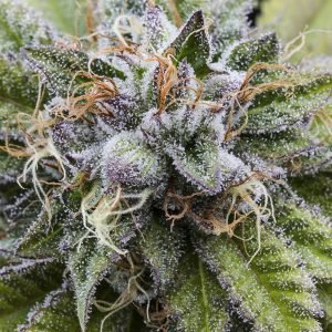 Buy bubba cannabis seeds vienna