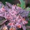 buy pineapple haze seeds vienna
