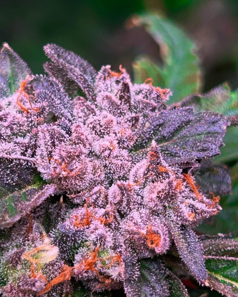 buy pineapple haze seeds vienna