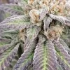 Buy apple sundae strain seeds austria