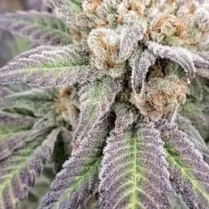 Buy apple sundae strain seeds austria