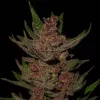 buy purple og kush seeds vienna