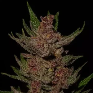 buy purple og kush seeds vienna