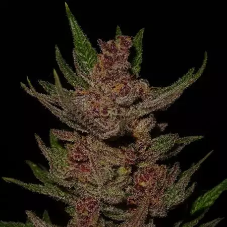buy purple og kush seeds vienna
