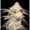 Buy French Cookies cannabis Seeds vienna