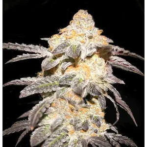 Buy French Cookies cannabis Seeds vienna