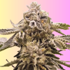 Buy 9 Pound Hammer Marijuana Seeds Austria