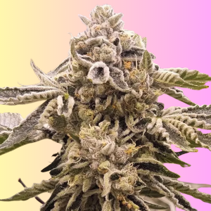 Buy 9 Pound Hammer Marijuana Seeds Austria