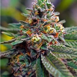 Strawberry Cheesecake Seeds