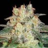 Buy afghan kush marijuana seeds austria
