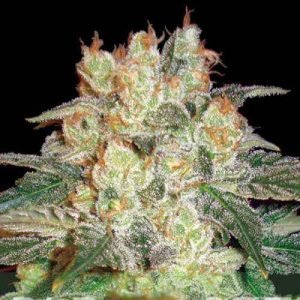 Buy afghan kush marijuana seeds austria