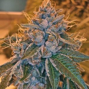 Buy kosher kush cannabis seeds Vienna