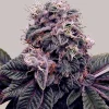 Buy blackberry kush feminized seeds Vienna