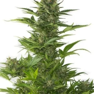 Buy berry pie cannabis seeds vienna