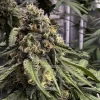 Buy cafe racer cannabis seeds vienna