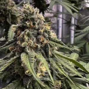 Buy cafe racer cannabis seeds vienna