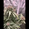 Buy chocolate diesel cannabis seeds vienna