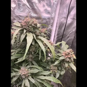 Buy chocolate diesel cannabis seeds vienna