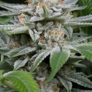 buy Gorilla OG cannabis Seeds vienna