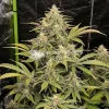 Buy death star cannabis seeds Vienna