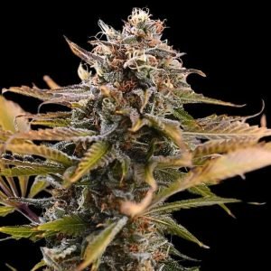 Buy Fatso Marijuana seeds Vienna