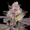 Buy Garanimals Feminized Cannabis seeds Vienna