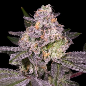 Buy Garanimals Feminized Cannabis seeds Vienna