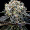 Buy Garlic strain marijuana seeds Viena