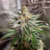 Buy Ghost Train Haze Cannabis seeds Vienna