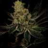 Buy god's gift cannabis seeds Vienna 