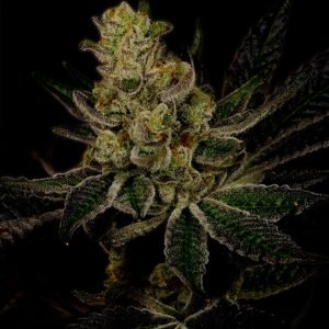 Buy god's gift cannabis seeds Vienna 