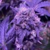 Buy Granddaddy Purple cannabis Seeds vienna