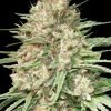 Buy lemon bean feminized seeds vienna 