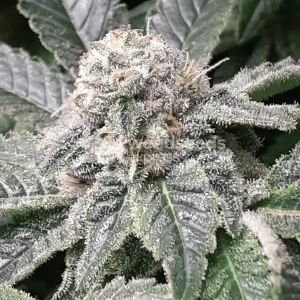 buy master kush seeds vienna
