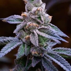 Buy Purple Mimosa feminized Seeds vienna