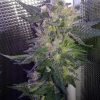 Buy obama kush seeds vienna