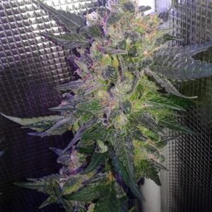 Buy obama kush seeds vienna