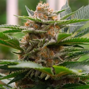Strawberry Cough Seeds
