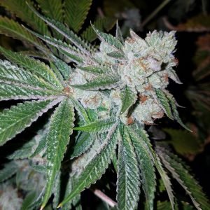 Triangle Kush Seeds