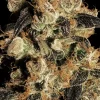 Buy berry white Cannabis seeds Vienna