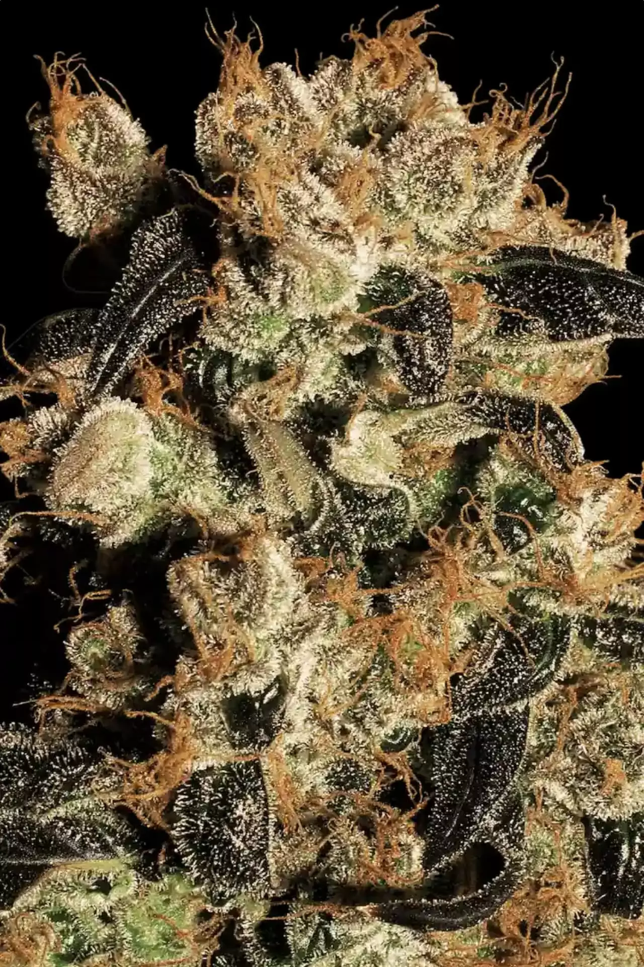 Buy weed online in vienna
