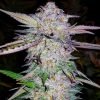 Buy White Tahoe Cookies cannabis Seeds vienna