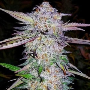 Buy White Tahoe Cookies cannabis Seeds vienna