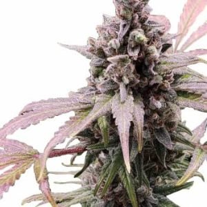 Zkittlez Seeds