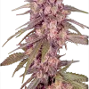 Alaskan Thunder Seed for sale austria