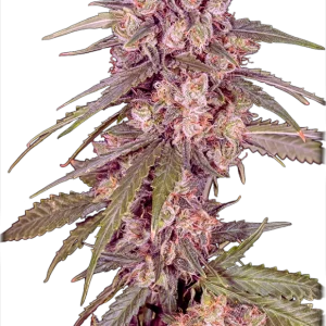 Alaskan Thunder Seed for sale austria