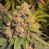 Buy amnesia haze cannabis seeds austria