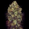 Buy Black Domina Cannabis Seeds Vienna