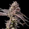 Buy Black Mamba Feminized Seeds Vienna